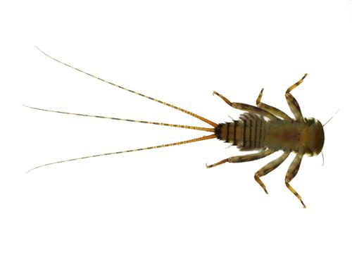 Flatheaded Mayfly